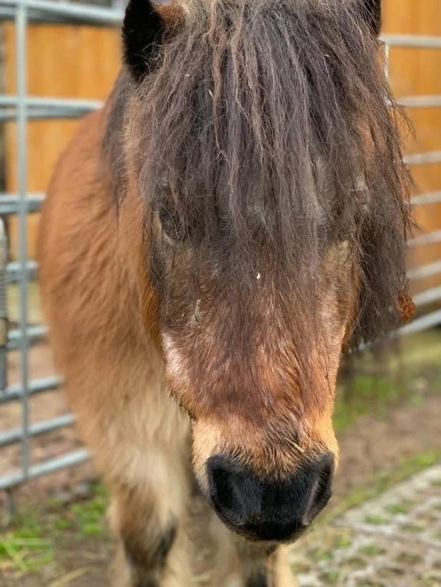 Pauli ist wieder da!